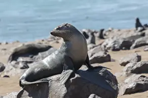 Pinniped Prints: Brown Fur Seal or Cape Fur Seal -Arctocephalus pusillus