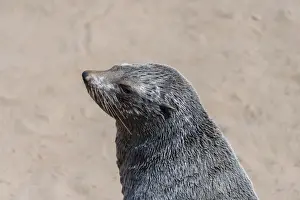 Pinniped Prints: Brown Fur Seal or Cape Fur Seal -Arctocephalus pusillus