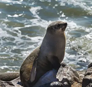 Pinniped Prints: Brown Fur Seal or Cape Fur Seal -Arctocephalus pusillus