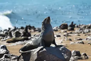Caniformia Prints: Brown Fur Seal or Cape Fur Seal -Arctocephalus pusillus