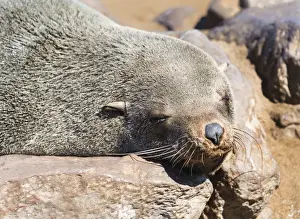 Caniformia Prints: Brown Fur Seal or Cape Fur Seal -Arctocephalus pusillus- resting on a rock
