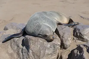 Caniformia Prints: Brown Fur Seal or Cape Fur Seal -Arctocephalus pusillus- sleeping on a rock