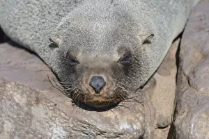 Pinniped Prints: Brown Fur Seal or Cape Fur Seal -Arctocephalus pusillus- sleeping on a rock