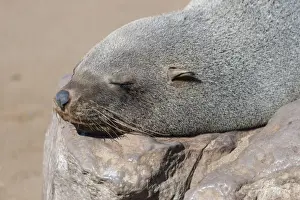 Brown Fur Seal or Cape Fur Seal -Arctocephalus pusillus- sleeping on a rock, Dorob National Park, Cape Cross, Namibia