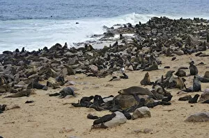 Images Dated 25th December 2013: Brown Fur Seals or Cape Fur Seals -Arctocephalus pusillus- on the beach, Cape Cross