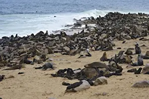 Otariidae Prints: Brown Fur Seals or Cape Fur Seals -Arctocephalus pusillus- on the beach