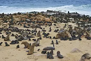 Otariidae Prints: Brown Fur Seals or Cape Fur Seals -Arctocephalus pusillus- on the beach