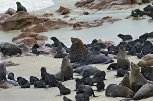 Otariidae Prints: Brown Fur Seals or Cape Fur Seals -Arctocephalus pusillus- on the beach