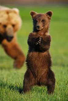 Images Dated 2nd September 2005: Brown grizzly bear cub (Ursus arctos) standing in front of mother