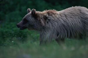 Montana Collection: Brown Grizzly Bear, Glacier National Park