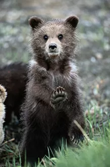 Young Animal Gallery: Brown (grizzly) bear, Ursus Arctos, spring, cub on hind legs, stretching front paw