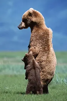 Scale Prints: Brown grizzly bear (Ursus arctos) standing with young cub