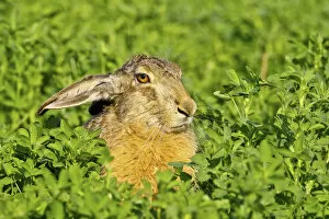Brown hare -Lepus europaeus- sitting in clover, Burgenland, Austria, Europe