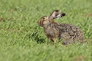Brown hare -Lepus europaeus- sitting in grass, Burgenland, Austria, Europe