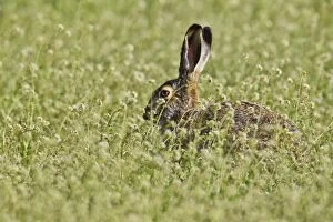 Brown hare -Lepus europaeus- sitting in meadow, Burgenland, Austria, Europe