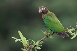 Images Dated 27th June 2015: Brown-hooded parrot