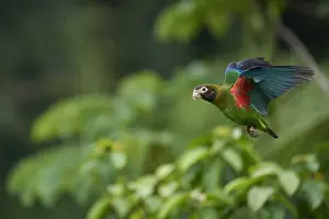 Brown-hooded Parrot (Pyrilia haematotis)