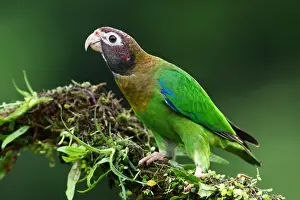 Brown-hooded parrot (Pyrilia haematotis) Costa Rica