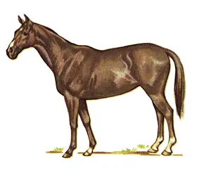 Ilustrat Prints: Brown Horse