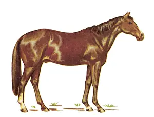 Ilustrat Prints: Brown Horse