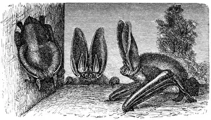 Spreading Prints: Brown long-eared bat, common long-eared bat or Plecotus auritus