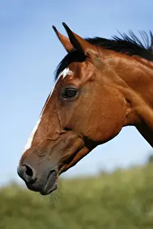 Pedigree Prints: Brown mare, Wielkopolska, Polish warmblooded horse, portrait