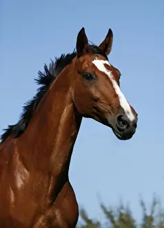 Pedigree Prints: Brown mare, Wielkopolska, Polish warmblooded horse, portrait