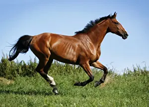 Polish Prints: Brown mare, Wielkopolska, Polish warmblooded horse, galloping across a meadow
