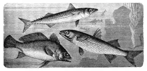Brown meagre or corb (Sciaena umbra), Scomber, flathead grey mullet (Mugil cephalus)