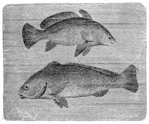 Meagre Prints: Brown meagre or corb (Sciaena umbra) and Umbrina