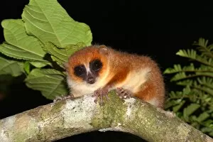 Brown mouse lemur -Microcebus rufus-, Masoala National Park, Madagascar