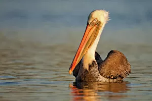 Images Dated 16th November 2011: Brown Pelican