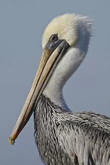 Images Dated 22nd November 2007: Brown Pelican