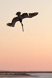 Images Dated 13th October 2012: Brown Pelican diving