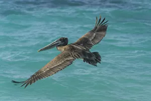 Images Dated 30th December 2012: Brown Pelican -Pelecanus occidentalis-, Isla de San Cristobal, Galapagos Islands
