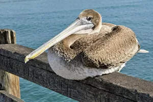 Images Dated 8th December 2011: Brown Pelican -Pelecanus occidentalis-, Oceanside, San Diego, California, United States