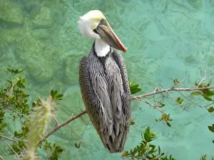 Environmental Issues Collection: A brown pelican (Pelecanus occidentalis)
