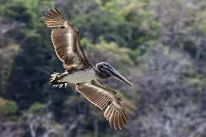 Harry Laub Travel Photography Gallery: Brown Pelican (Pelecanus occidentalis) in flight, Playa Samara, Samara, Nicoya Peninsula