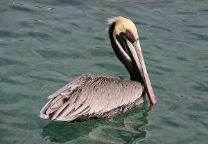 Brown pelican swimming on Cura?ao