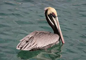 Frans Sellies Prints: Brown pelican swimming on Cura?ao
