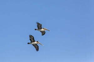 Brown Pelicans -Pelecanus occidentalis-, California, United States
