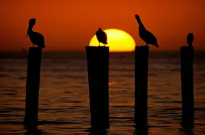 Art Wolfe Photography Prints: Brown pelicans (Pelecanus occidentalis) on posts at sunset