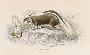Images Dated 27th May 2015: Brown skunk engraving 1855