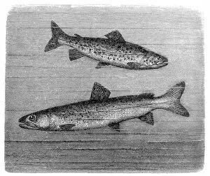 Danube River Collection: Brown trout and huchen or Danube salmon