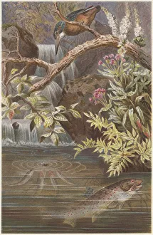 Environmental Conservation Collection: Brown trout and Kingfisher, lithograph, published in 1884
