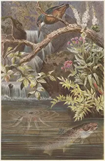 Riverbank Prints: Brown trout and Kingfisher, lithograph, published in 1884
