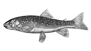 Trout Prints: Brown Trout (Salmo trutta)