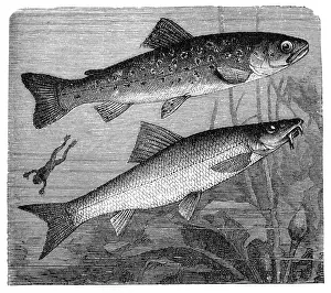 Brown Trout Prints: The brown trout (Salmo trutta) and Cyprinidae