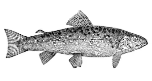 Brown Trout (Salmo Trutta Morpha Fario), salmo fario