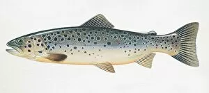 Images Dated 9th March 2006: Brown Trout, Salmo trutta, side view